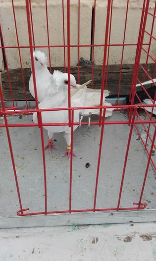 20160124_152008; Komaromi ALb
