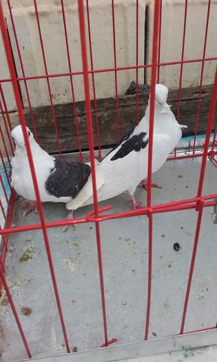 20160124_152427; Sirai-Pescarusi de Achim
