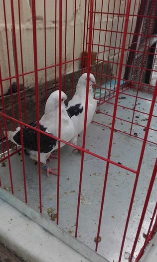 20160124_152430; Sirai-Pescarusi de Achim
