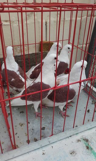 20160124_152505 - LICHIDARE DE PORUMBEI 2016