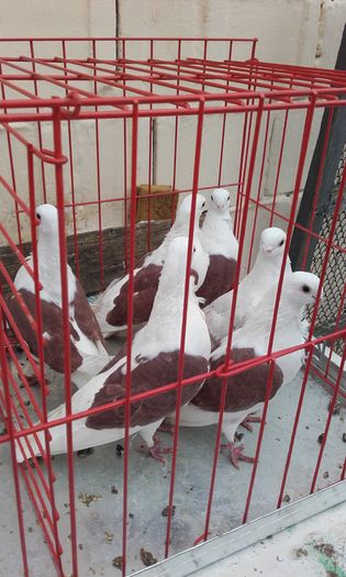 20160124_152508 - LICHIDARE DE PORUMBEI 2016