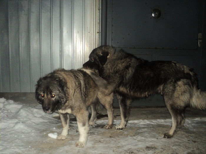 DSC00924 - TASHA si IGOR CIOBANESC CAUCAZIAN