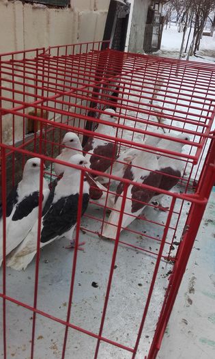 20160124_152512; Sirai-Pescarusi de Achim
