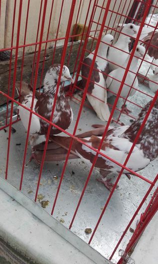 20160124_152549; Tipleri Englez
