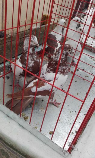 20160124_152552; Tipleri Englez
