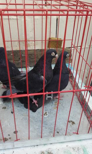 20160124_152624; Jucator de Ardeal
