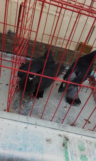 20160124_152637; Jucator de Ardeal
