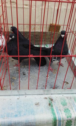 20160124_152640 - LICHIDARE DE PORUMBEI 2016