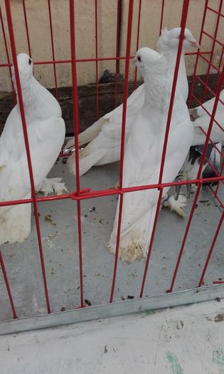 20160124_153142 - LICHIDARE DE PORUMBEI 2016