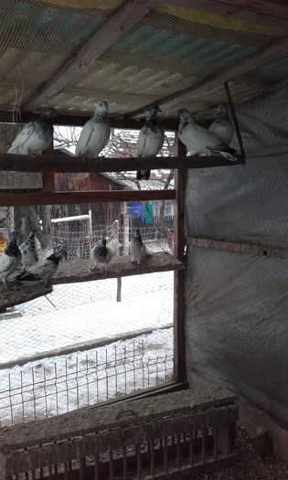 20160124_153314 - LICHIDARE DE PORUMBEI 2016