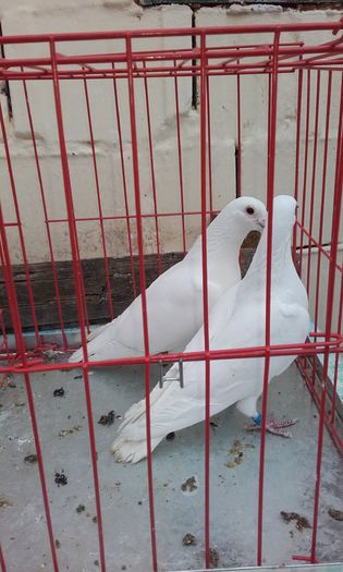 20160124_153428 - LICHIDARE DE PORUMBEI 2016