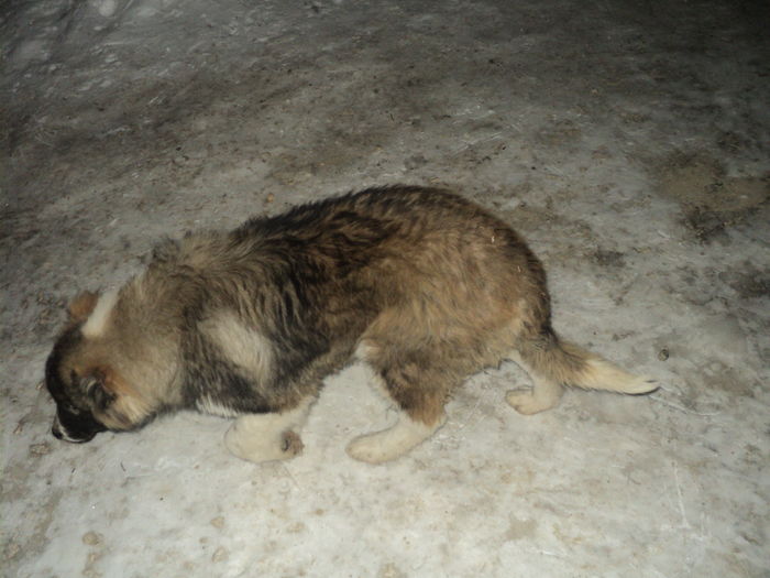 DSC00926 - TASHA si IGOR CIOBANESC CAUCAZIAN