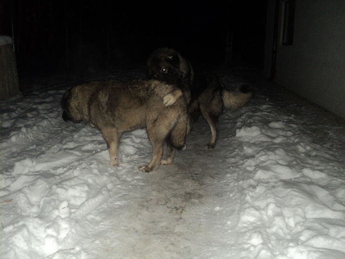 DSC00927 - TASHA si IGOR CIOBANESC CAUCAZIAN