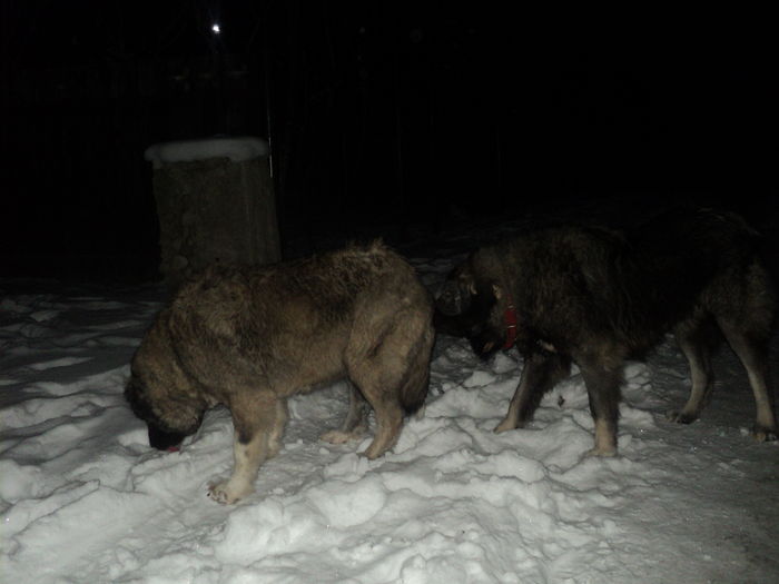 DSC00932 - TASHA si IGOR CIOBANESC CAUCAZIAN