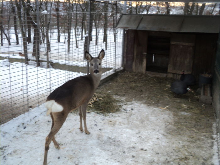 DSC00835 - GAINILE MELE