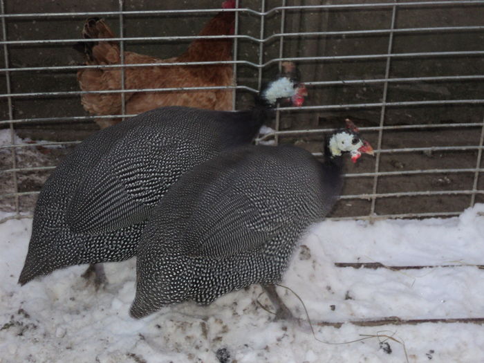 DSC00841 - GAINILE MELE