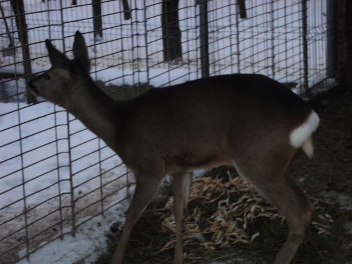 DSC00845 - GAINILE MELE