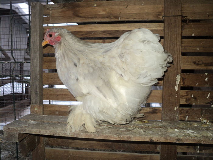 DSC00857 - GAINILE MELE