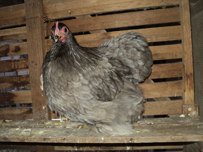 DSC00859 - GAINILE MELE