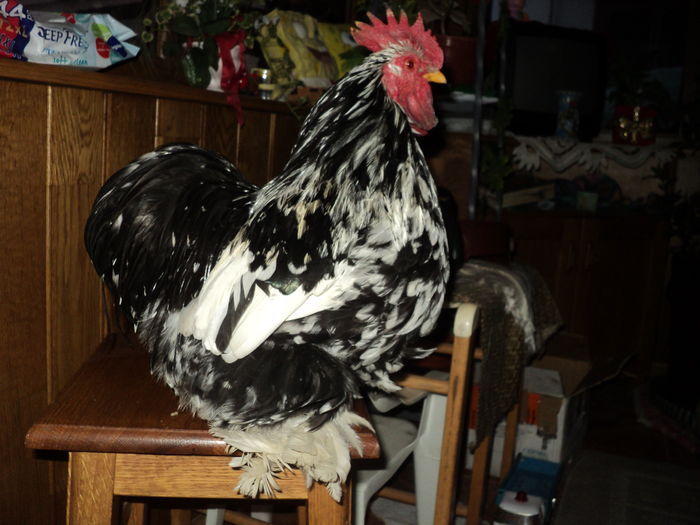 DSC00876 - GAINILE MELE