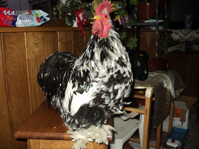 DSC00882 - GAINILE MELE