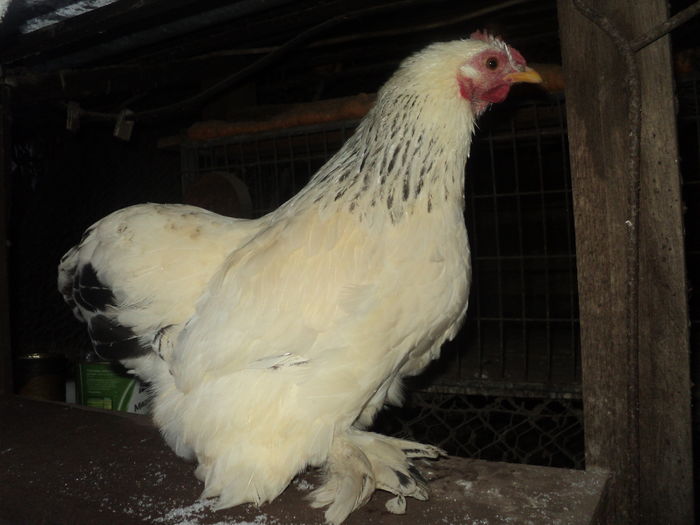 DSC00889 - GAINILE MELE