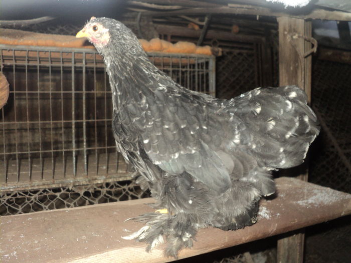 DSC00890 - GAINILE MELE