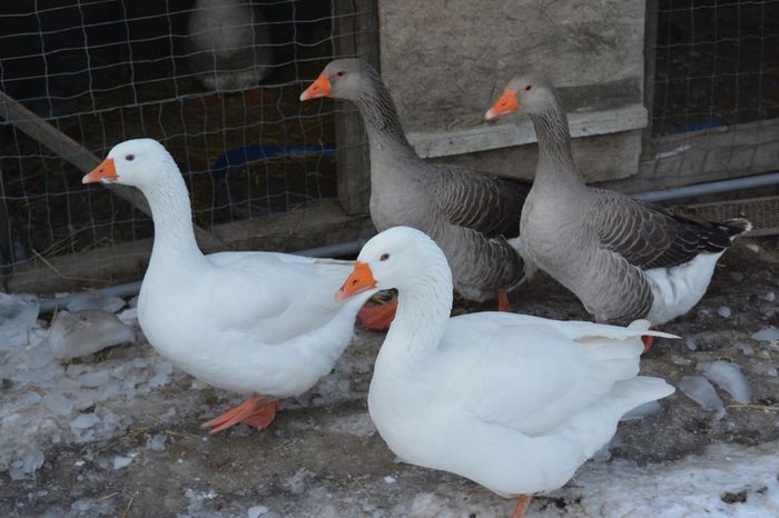 Embden si Toulouse de productie - B3 - Amintiri frumoase cu gaste