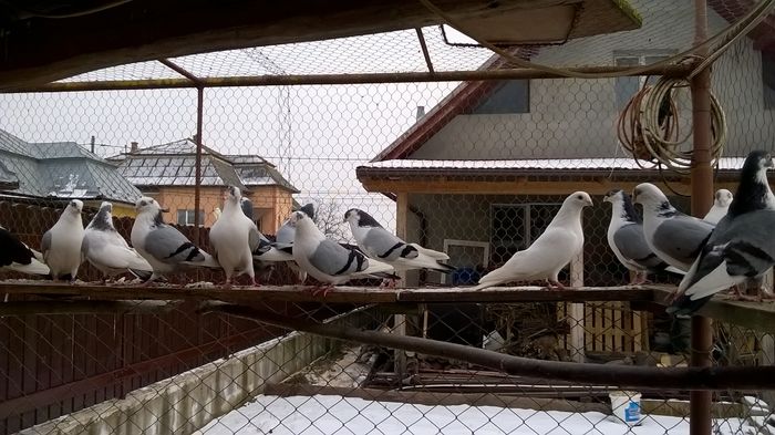 WP_20160124_15_01_08_Pro - 9-POZE 2016