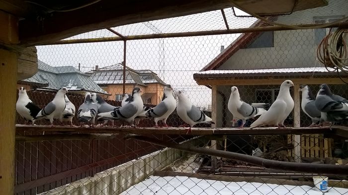 WP_20160124_15_01_10_Pro - 9-POZE 2016