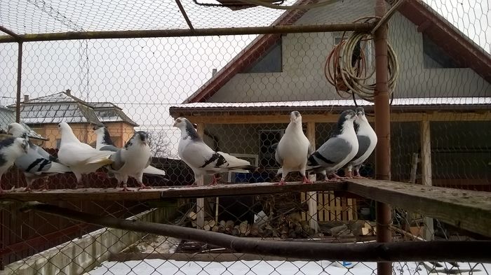 WP_20160124_15_01_16_Pro - 9-POZE 2016