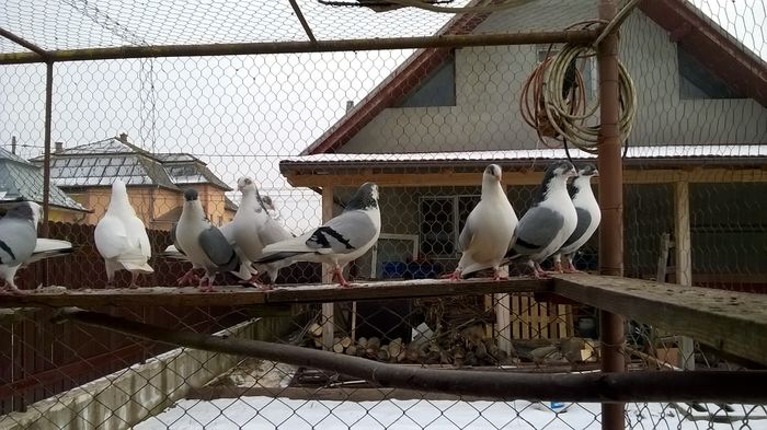 WP_20160124_15_01_18_Pro - 9-POZE 2016