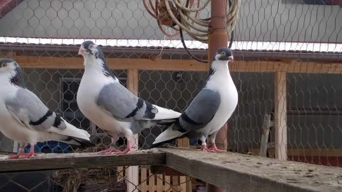 WP_20160124_15_01_34_Pro - 9-POZE 2016