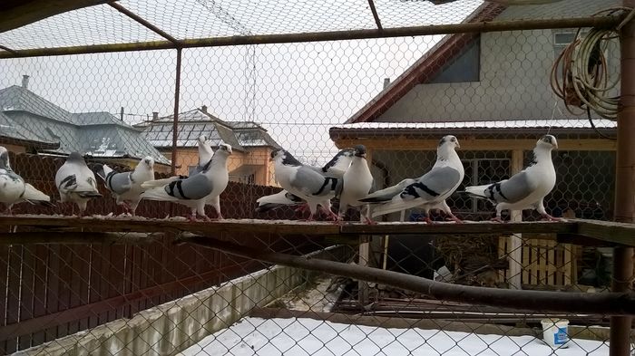 WP_20160124_15_01_47_Pro - 9-POZE 2016