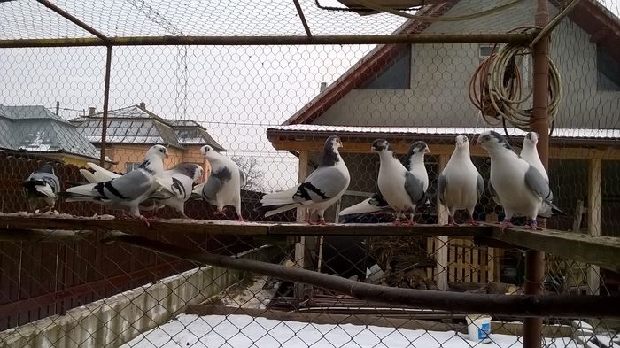 WP_20160124_15_01_52_Pro - 9-POZE 2016