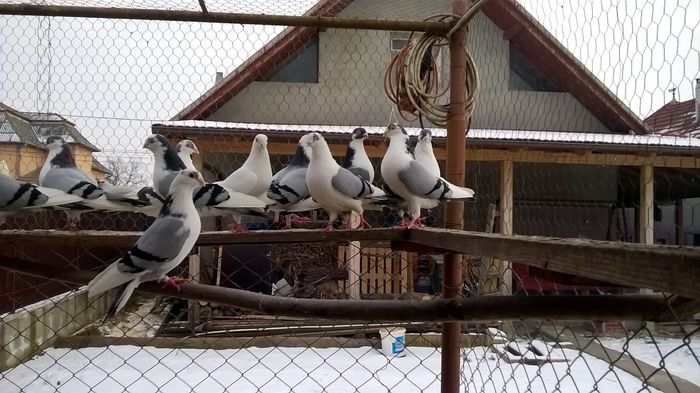 WP_20160124_15_02_06_Pro - 9-POZE 2016