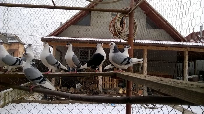 WP_20160124_15_02_41_Pro - 9-POZE 2016