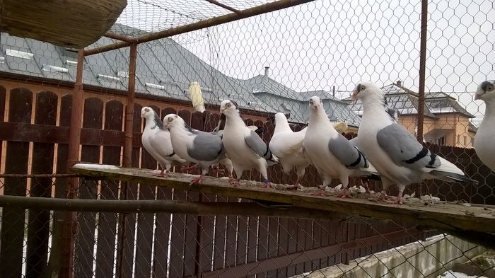 WP_20160124_15_02_57_Pro - 9-POZE 2016