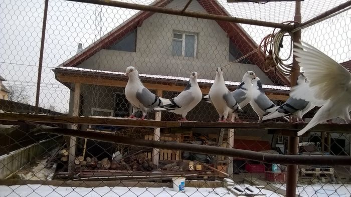 WP_20160124_15_03_09_Pro - 9-POZE 2016