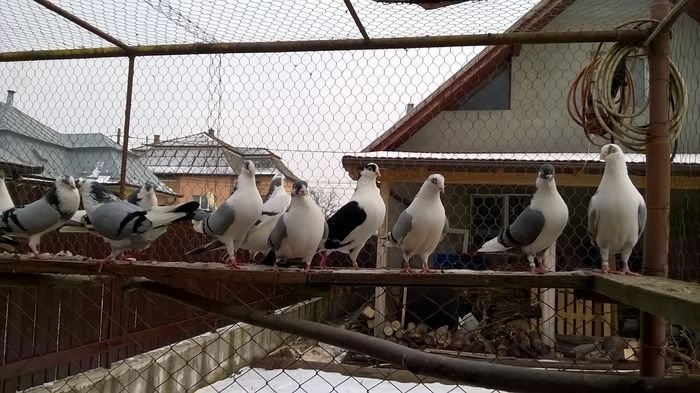 WP_20160124_15_04_25_Pro - 9-POZE 2016