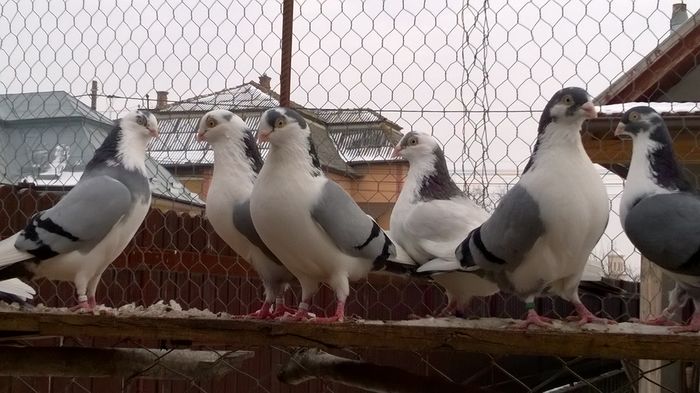 WP_20160124_15_04_53_Pro - 9-POZE 2016