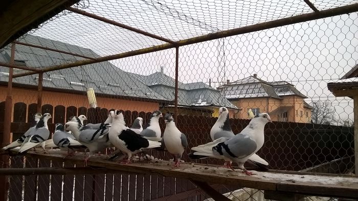 WP_20160124_15_05_20_Pro - 9-POZE 2016