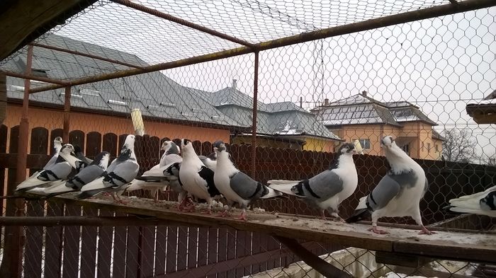 WP_20160124_15_05_22_Pro - 9-POZE 2016