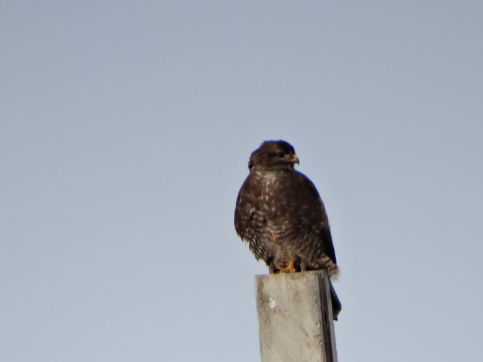 Şorecarul comun; Buteo buteo
