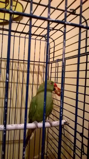 WP_20160123_031 - papagali micul alexandru
