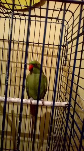 WP_20160123_032 - papagali micul alexandru