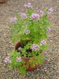 index - INDRUSAIM-Pelargonium citrosum