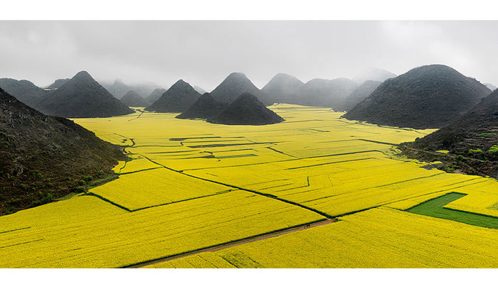 Edward Burtynsky; Canola Fields 2012
