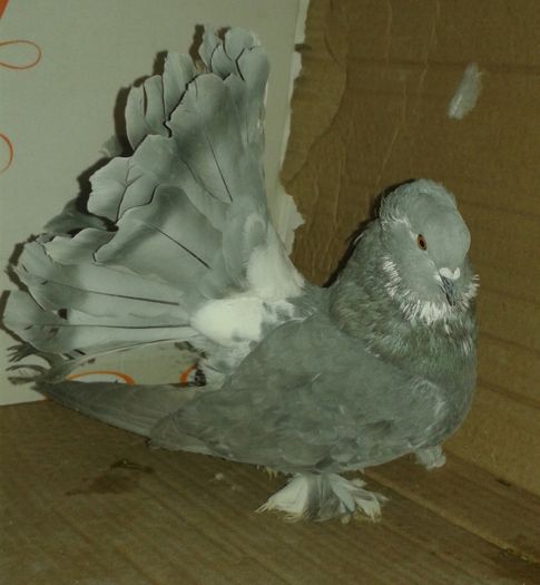 20160123_143708-1 - Vanduti