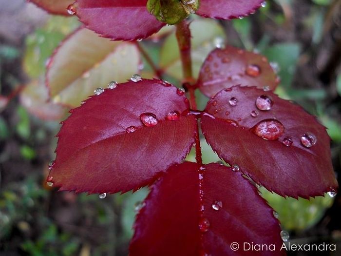 Blase Superior Roses - Prin curte culoare parfumata